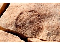 天文生物系列之6／伊迪卡拉：狄更遜水母化石