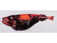 「無肋魚」腹部鬆弛　潛伏紐西蘭深海的醜惡魚種