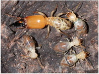 幾內亞「自爆白蟻」　老年蟻炸出毒液保護巢穴