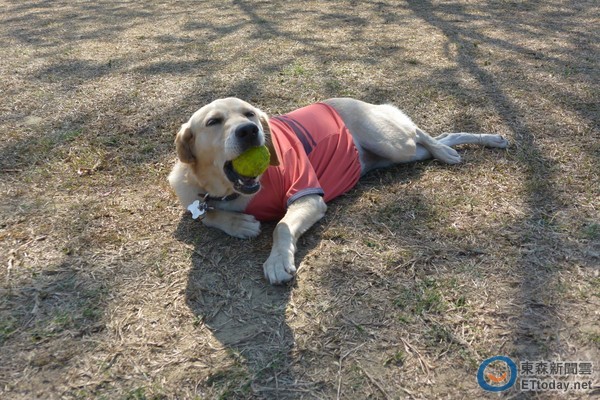 毛小孩的仙丹? 「雷帕霉素」可能延长寿命最多