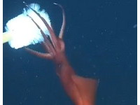 【影】「卸甲魷魚」的反擊策略　自斷發光手臂鞭打敵人