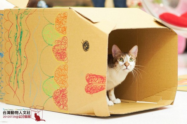 帮它做个家!小孩手绘纸箱猫屋 「猫监工」直接验货