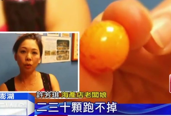 200元<em>椰子螺吐</em>10万元「<em>美乐珠</em>」!海产老板娘