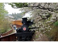 阿里山櫻花沿線綻放　郵輪式森林小火車400元玩透透