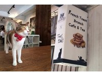 VOGUE／【貓開店】貓咪陪伴的早午餐 － Toast Chat