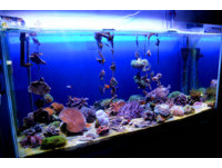 珊瑚照護有法寶　屏東海生館用「人工海鹽測試缸」