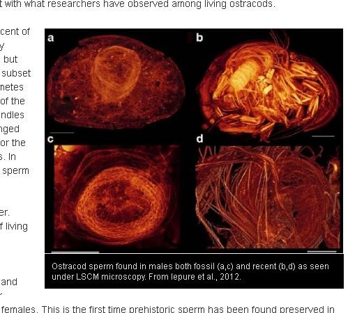 10倍 喀尔巴阡山惊见古生物「史前巨型精子」