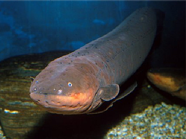 【影】600伏特高电压攻击 鳄鱼咬 电鳗 同归于尽