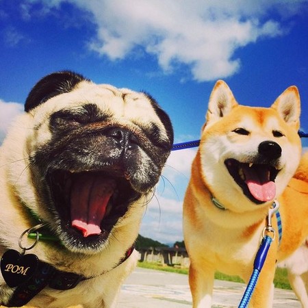 巴哥犬和柴犬兄弟的快乐生活日记