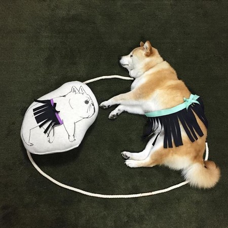 狗狗也会拿自拍神器自拍?!日本超可爱柴犬睡觉