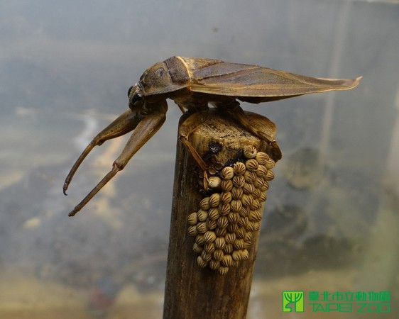 昆虫界护卵暖爸!稀有狄氏大田鳖 动物园保育繁殖成功