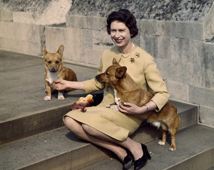 柯基犬为英国皇室的代表之一.
