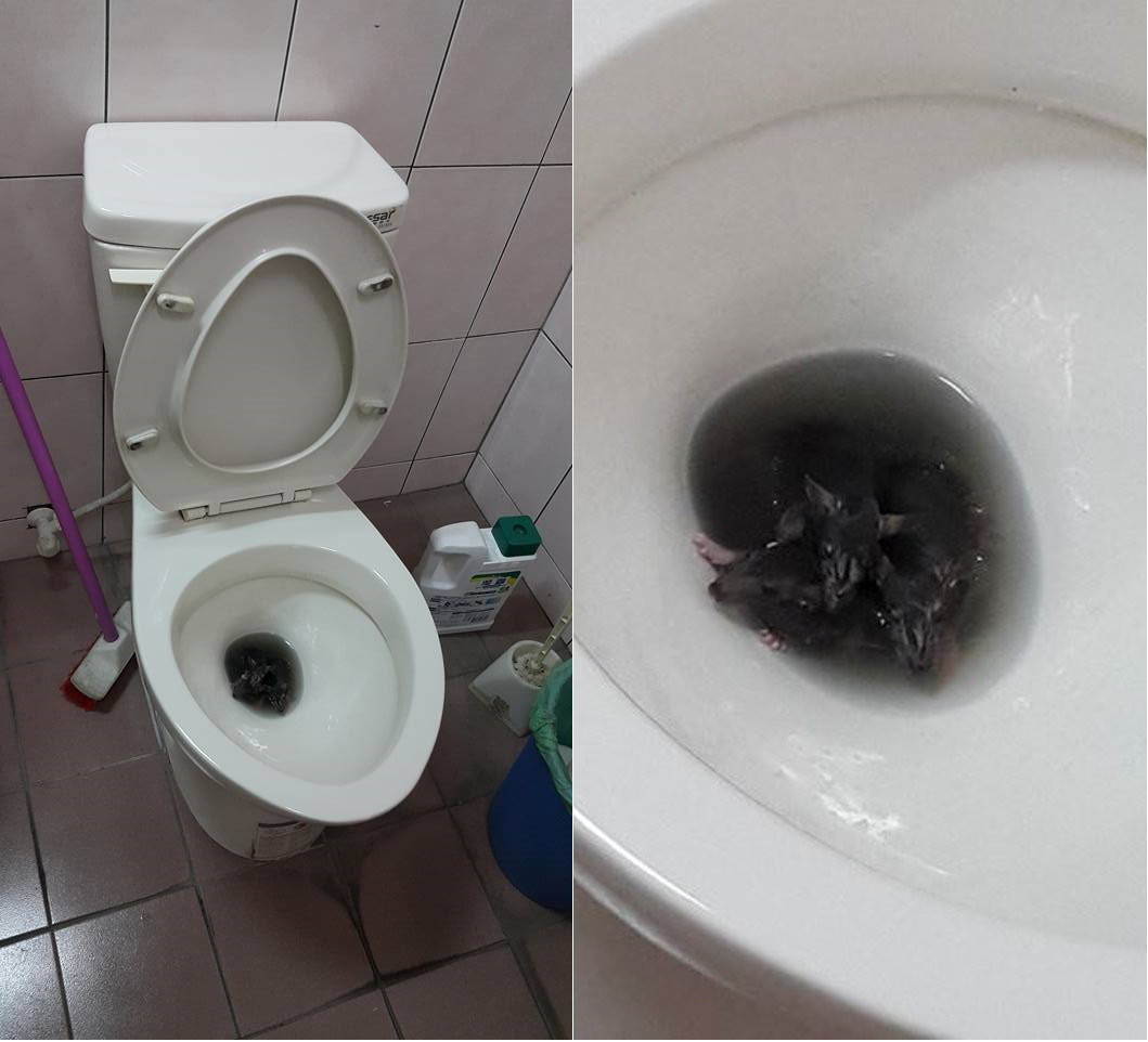 女网友惊见公司厕所马桶出现3只活老鼠.(图/翻摄自爆料公社)