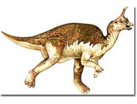 5種長相最蠢的恐龍　青島龍長著睪丸狀頭冠