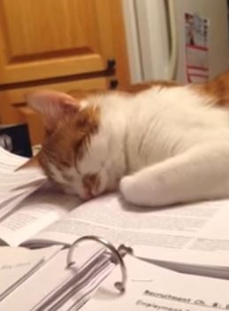 宠毛网/爱困猫咪演绎熬夜看书的学生 简直入木三分啊