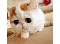 四川加菲猫Snoopy红到欧美 Instagram也有十万