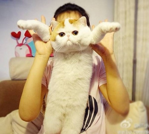 四川加菲猫Snoopy红到欧美 Instagram也有十万
