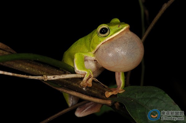 防登革热铲平诸罗树蛙栖地 要20年才能恢复原