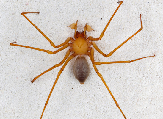 新品种「洞穴强盗」蜘蛛 倒勾长脚直接掐死猎