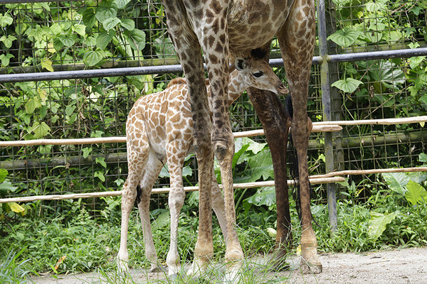等28年!新加坡第一只长颈鹿宝宝见客 身高230