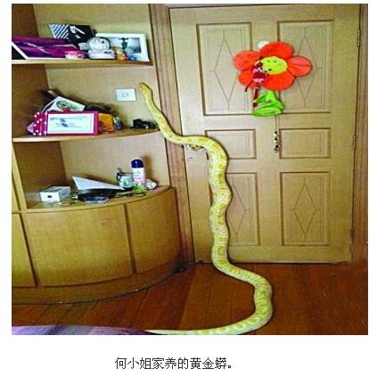 南京3公尺黄金蟒「离家出走」 住户吓坏报警协
