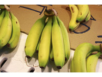旗山蕉、台中蕉分不清　台灣香蕉「品牌化」得靠這招出擊