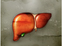 人體最大、功能最複雜器官肝臟　自我維護的機制仍是謎