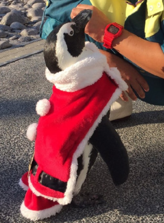 日本超呆萌企鹅游行 「迷你耶诞树」摇摇晃晃