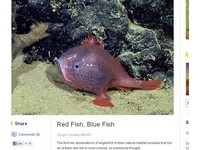 「在海底用走的」　科學家發現罕見球狀變色琵琶魚　