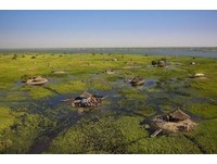 內陸威尼斯！　非洲「蘇德沼澤」居民以蘆葦編成島浮居