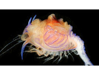 解開「異界幼蟲」身份之謎　從透明藍殼蛻變成深海紅蝦