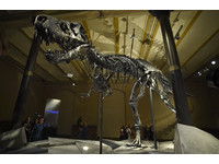 柏林首展6600萬年歷史「崔斯坦」　世界最完整暴龍骨頭