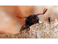 地球上8種「超適應生物」　不用說，蟑螂鐵上榜！