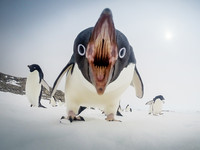 企鵝張嘴「崩壞照」　入選《國家地理》年度最佳美圖