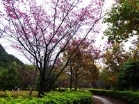 氣候異常櫻花也混亂了！奧萬大山櫻花率先綻放