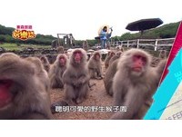 小豆島有「猴子王國」　500隻的大家族嚇人