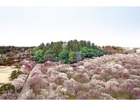 3000株梅樹盛開美景！春天必去日本3大名園「偕樂園」