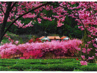 武陵櫻花季3月起取消總量、交通管制　 櫻花滿開周末最美
