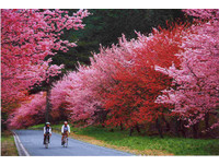 櫻花季即將來臨　全台15個人氣賞櫻名所懶人包