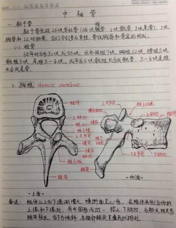 照片中可见,足骨,胫骨,胸椎,股骨等,除了旁边有详细注记外, 每根骨头