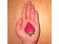 不為什麼請分享這個草莓？　它真的引來數千名網友分享