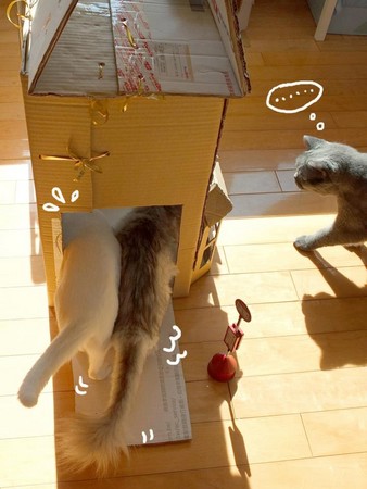 认真魔人!插画家帮猫做「纸箱别墅」 不怕被「都更」