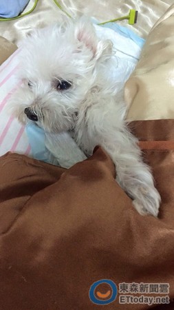 建议安乐死的人懂什么? 俞昊翔14年爱犬瘫痪仍