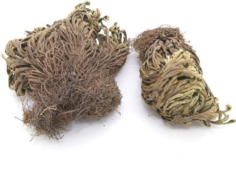 秦始皇在找「九死还魂草」 ! 杭州发现传说不死