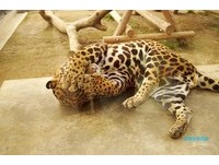 玩出不一樣的京都　到動物園和超萌花豹、企鵝約會