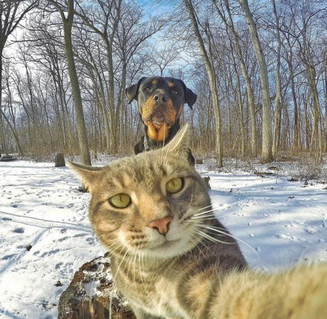 自拍萌猫曼尼与它的狗兄弟!
