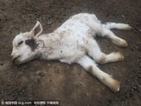 綿羊被性侵1死3傷　飼主好囧：這些羊還有人要吃嗎？