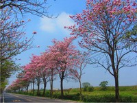 除了古蹟、小吃　初春遊台南5種花樹盛開賞花報你知！