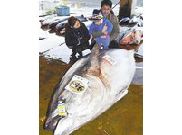 日本捕獲417公斤巨型鮪魚　可做成3000人份生魚片