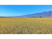 隱身在花東縱谷間的「雷公火」　看見最美稻田景觀